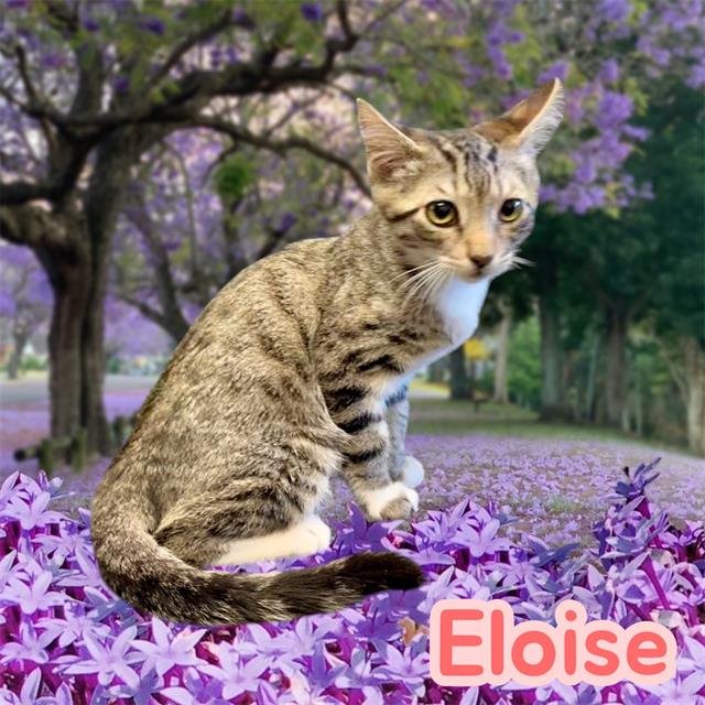 *ELOISE Image