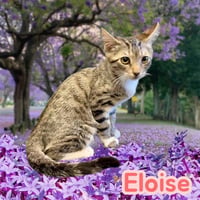 *ELOISE - Photo 1