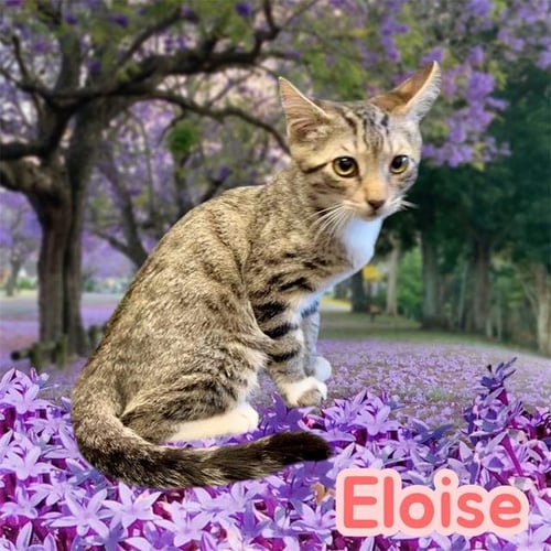 *ELOISE - Domestic Short Hair available for adoption
