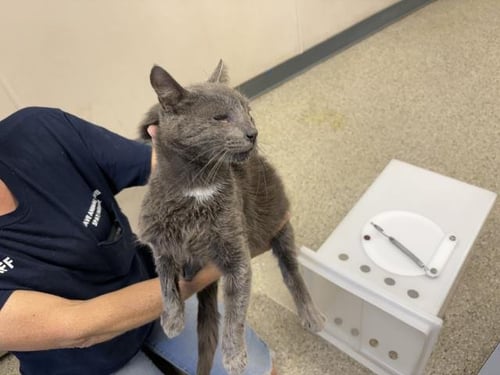A254972 - Domestic Short Hair available for adoption