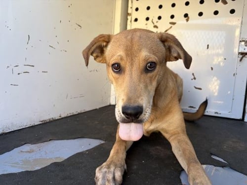 A254956 - Labrador Retriever available for adoption
