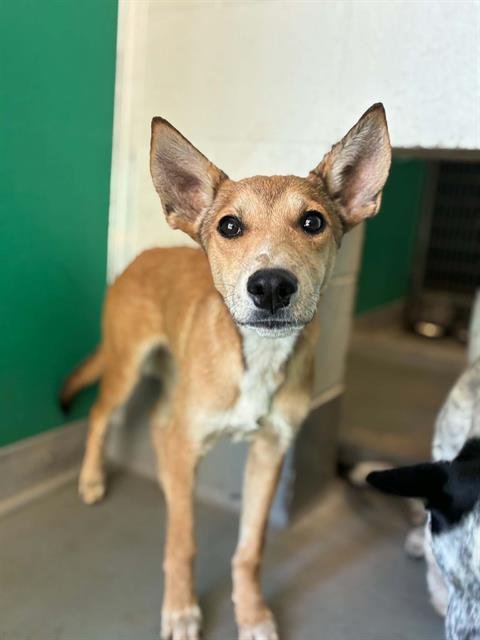 A255776 - Queensland Heeler available for adoption