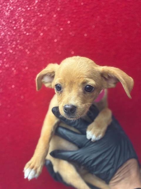 A255244 - Chihuahua available for adoption
