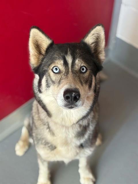 *MERIDA - Siberian Husky available for adoption