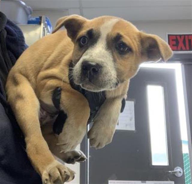 SOPHIA - Pit Bull Terrier available for adoption