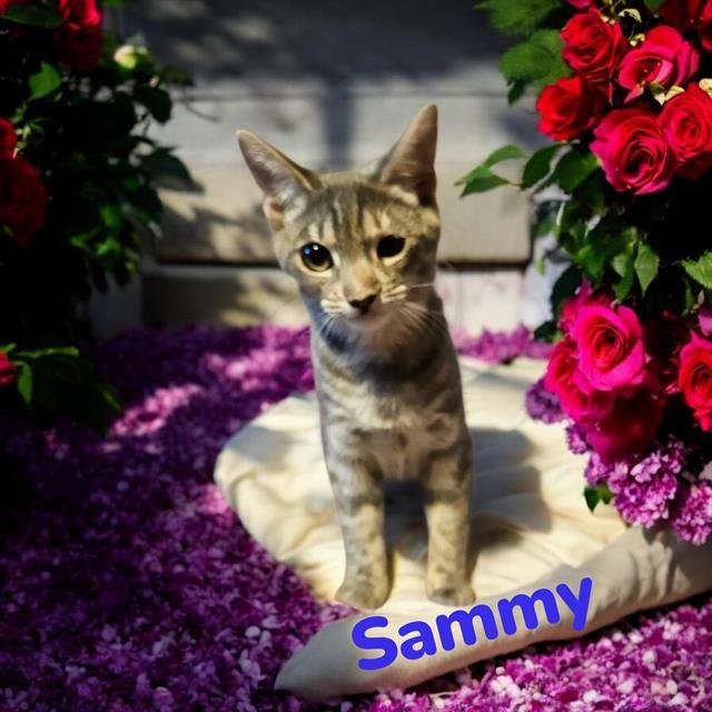 *SAMMY / SAM - Domestic Short Hair available for adoption