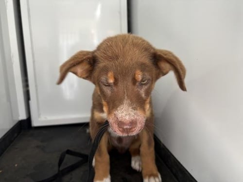 A253714 - German Shepherd Dog available for adoption