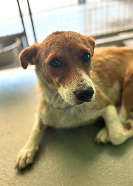 A255055 - Queensland Heeler available for adoption