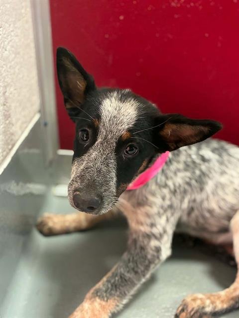 *DANI - Queensland Heeler available for adoption