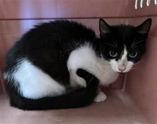 BUNNY - Domestic Short Hair for adoption in Visalia