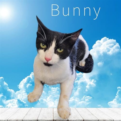 BUNNY - Domestic Short Hair available for adoption