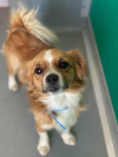 A256056 - Chihuahua available for adoption