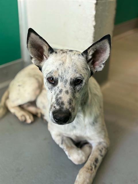 A255775 - Queensland Heeler available for adoption