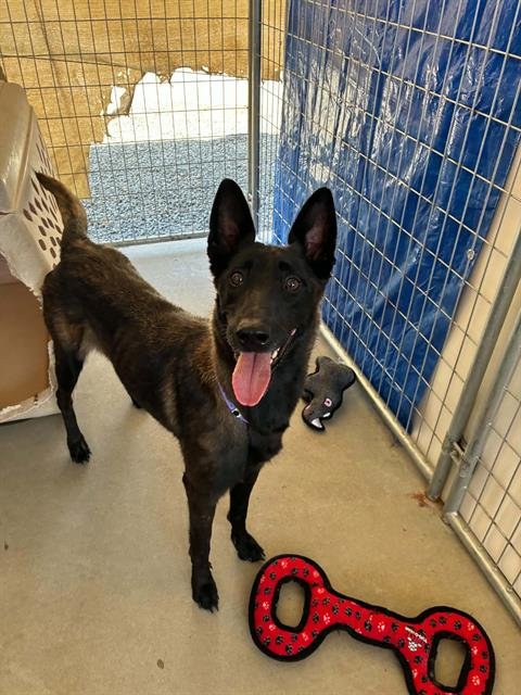*NANI - Belgian Shepherd Malinois available for adoption