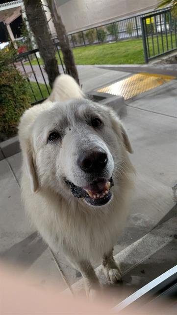 ARCHIE - Great Pyrenees available for adoption