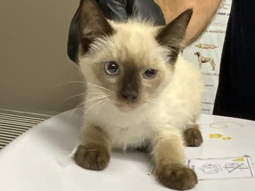 A254750 - Siamese available for adoption