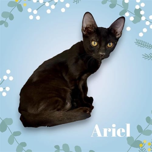 *ARIEL - Domestic Short Hair available for adoption