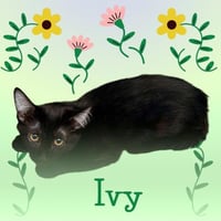 *IVY - Photo 1