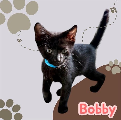 *BOBBY - Domestic Short Hair available for adoption