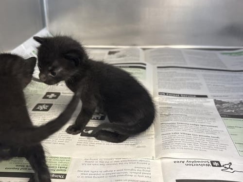 *BOBBY - Domestic Short Hair available for adoption