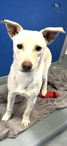 A251938 - Chihuahua available for adoption