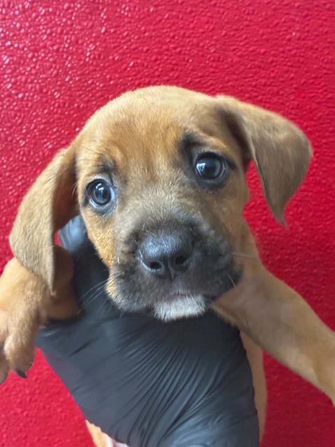 A255384 - Mastiff available for adoption