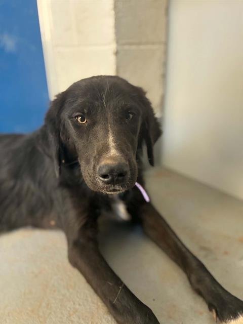 A255726 - Labrador Retriever available for adoption