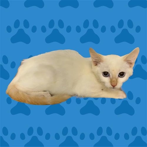 A255706 - Siamese available for adoption