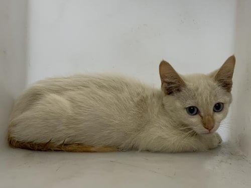 A255706 - Siamese available for adoption
