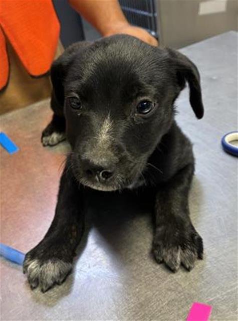 A253770 - Labrador Retriever available for adoption