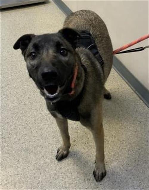 BELLA - German Shepherd Dog available for adoption