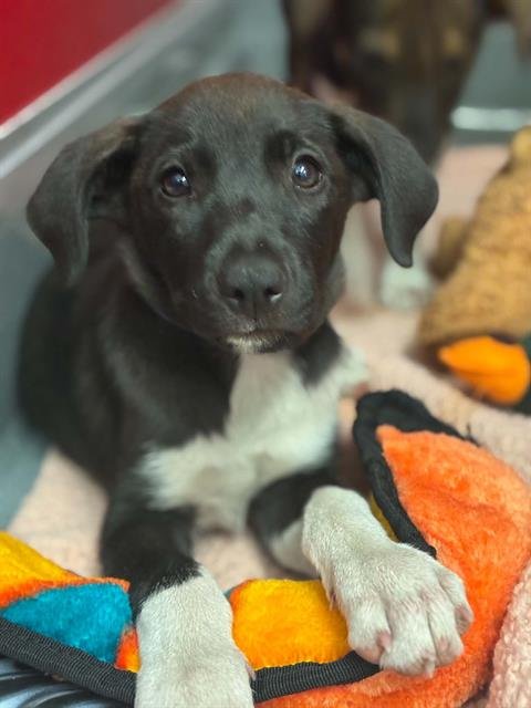 A255031 - German Shepherd Dog available for adoption