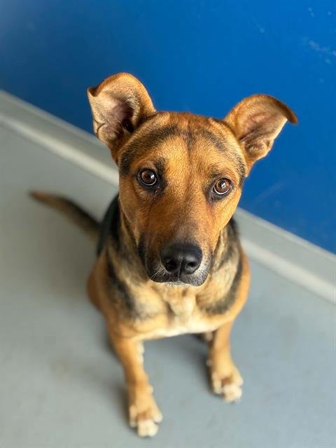 A255837 - German Shepherd Dog available for adoption