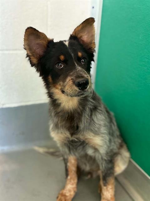 A255774 - Queensland Heeler available for adoption
