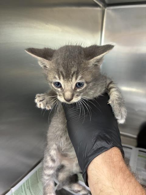 A253717 - Domestic Short Hair for adoption in Visalia