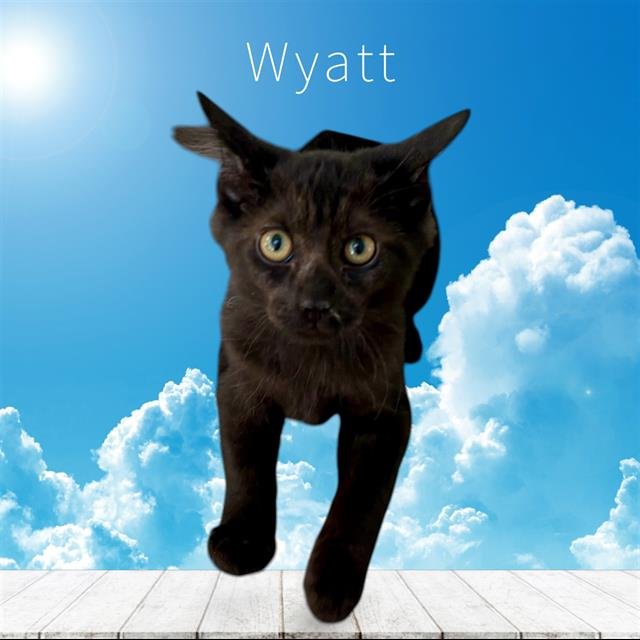 *WYATT Image