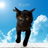 *WYATT - Photo 1