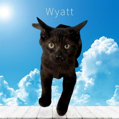 *WYATT - Domestic Medium Hair available for adoption