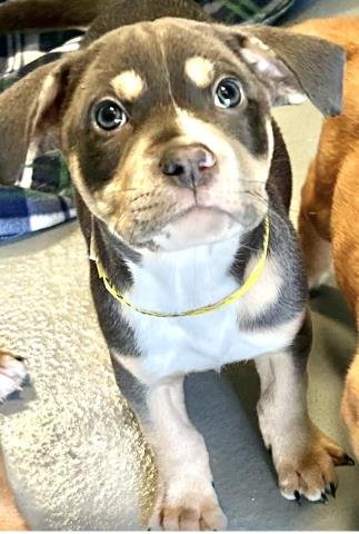 A251803 - Pit Bull Terrier available for adoption