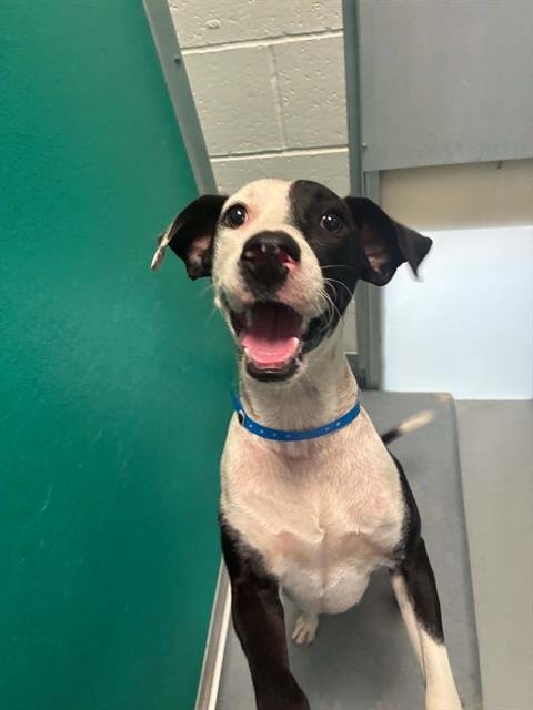 A255677 - Great Dane available for adoption