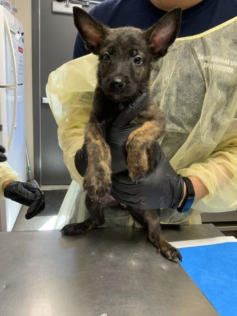 A255539 - German Shepherd Dog available for adoption