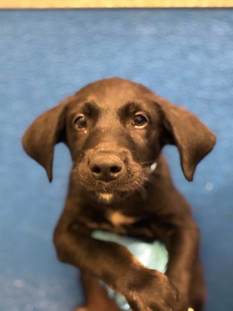 A255943 - Labrador Retriever available for adoption