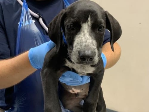 A255874 - Pit Bull Terrier available for adoption