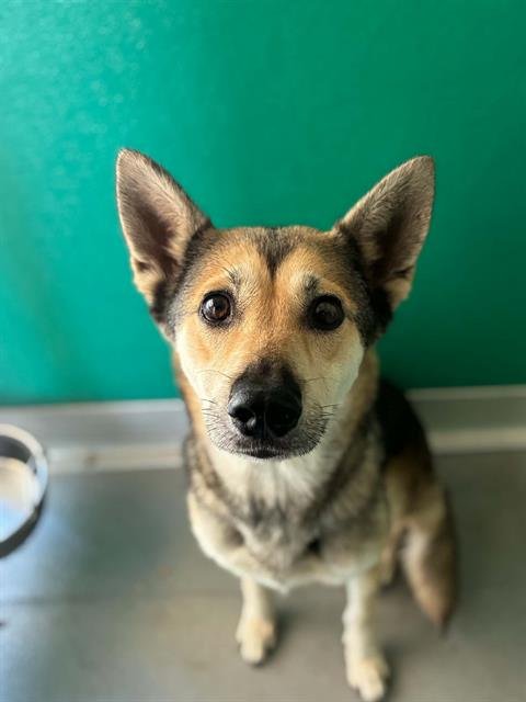 A255807 - Husky available for adoption