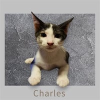 *CHARLES - Photo 1