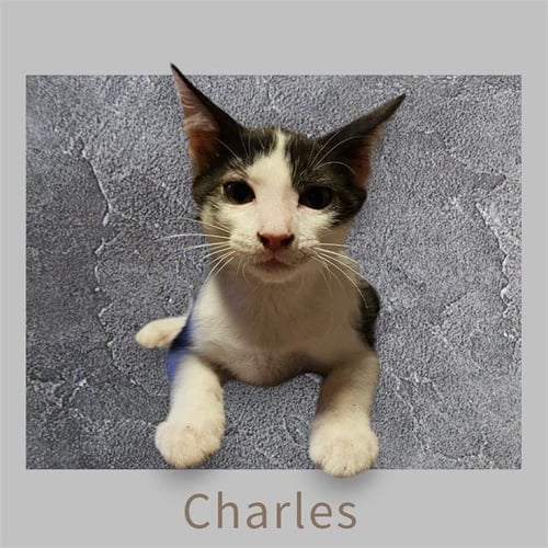 *CHARLES - Domestic Short Hair available for adoption