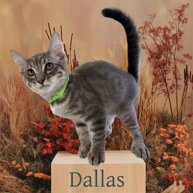 *DALLAS Image