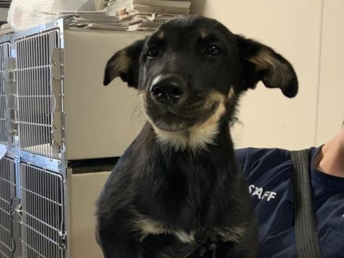 A256021 - German Shepherd Dog available for adoption