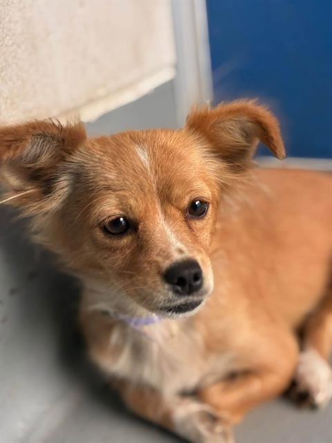 A256045 - Chihuahua available for adoption