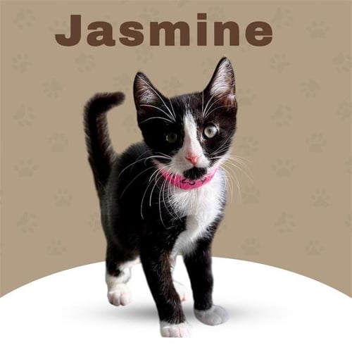 *JASMINE - Domestic Short Hair available for adoption